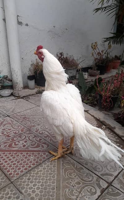 Paper white Heera pair | white murgha | White murghi |Aseel heera pair