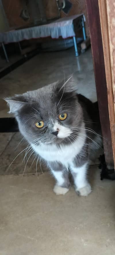 ٹوٹل سامان کے ساتھء