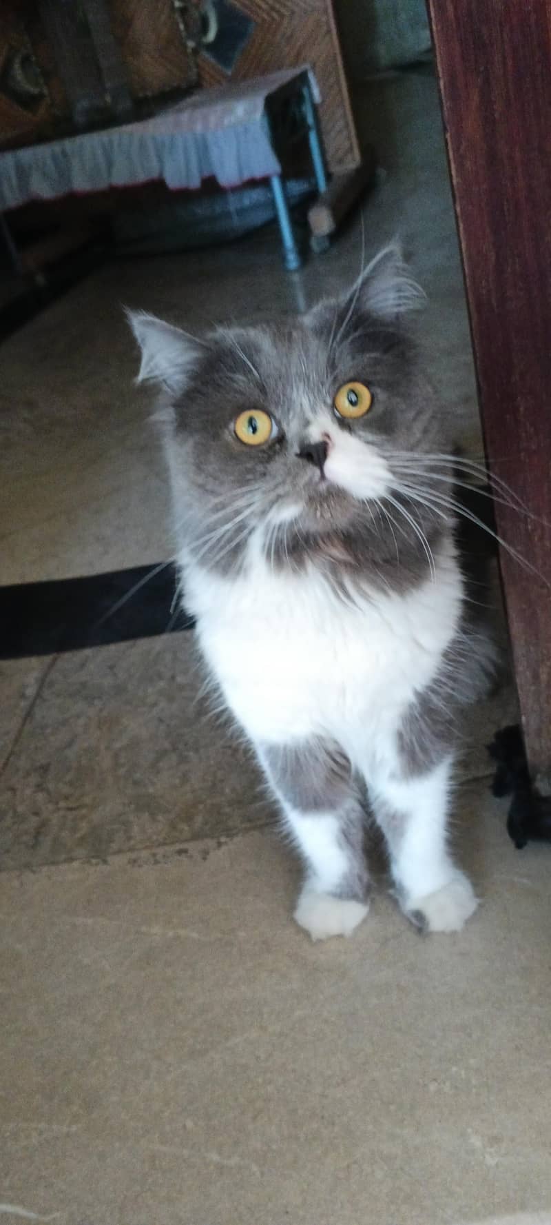 ٹوٹل سامان کے ساتھء 2