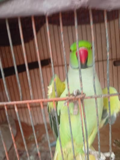 talking hand tamed Ringneck Parrot Karachi