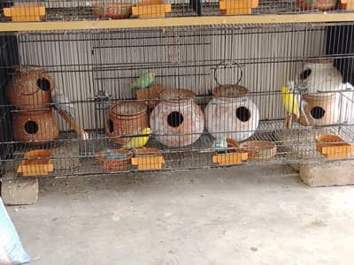 Australian budgies parrot