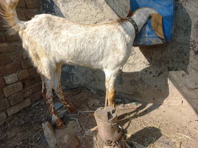 goat female