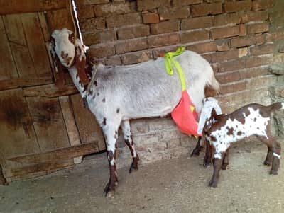 Beetal goat with one nagri female kid