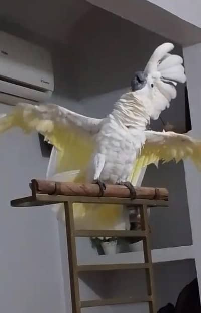 Umbrella cockatoo 03156376925