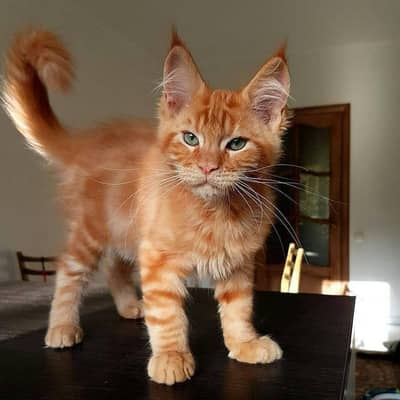 IMPORTED MAINE COON KITTENS AVAILABLE FOR SALE