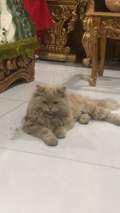 my pretty obedient cat