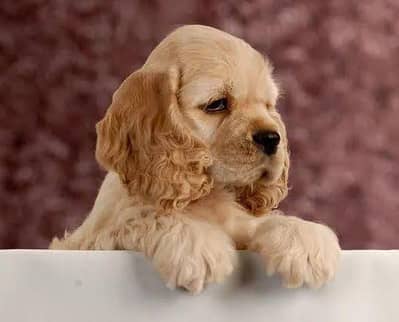 IMPORTED COCKER SPANIEL PUPPIES AVAILABLE FOR SALE