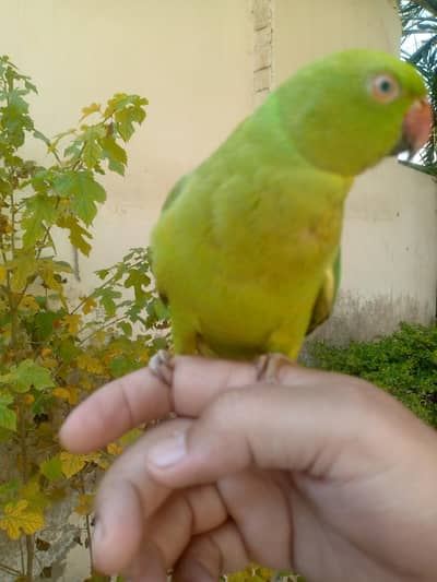 cute tamed parrot available. 03164900503