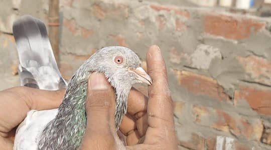 golden mian sab wala pair hai bachy diya pal rhy hai