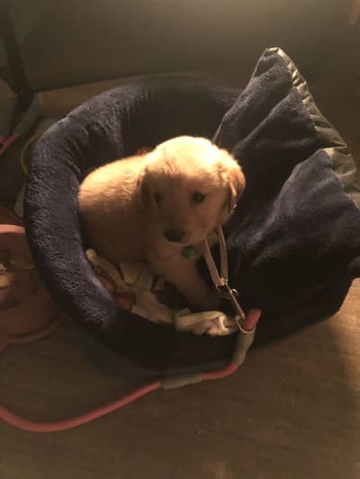 Pedigree golden retriever female puppy for sale