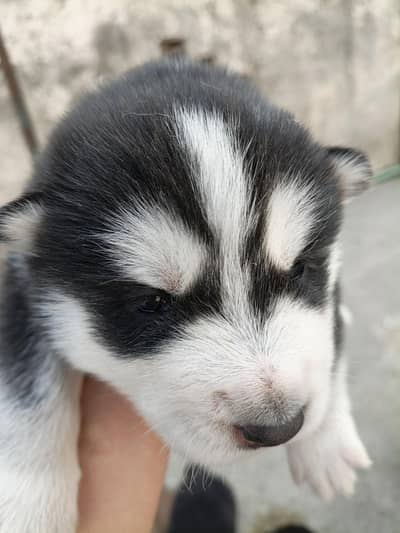 huskey puppy