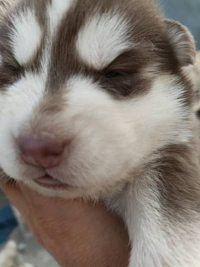 huskey puppy