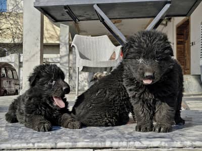 pedigree black german shepherd puppies