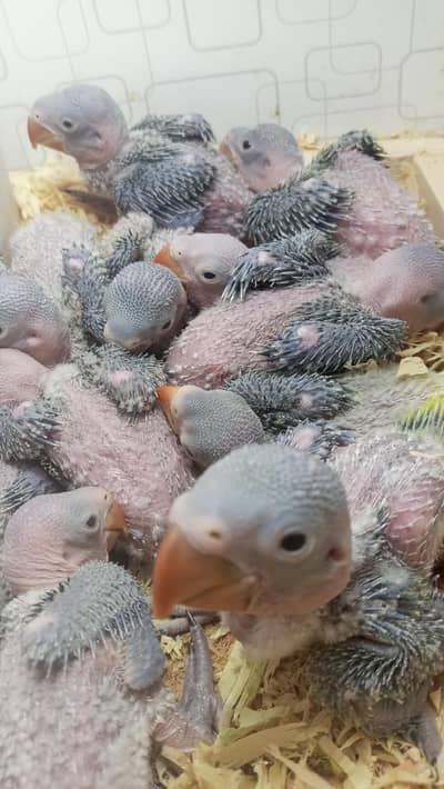 Kashmiri Raw Chicks 0310+77+99+888