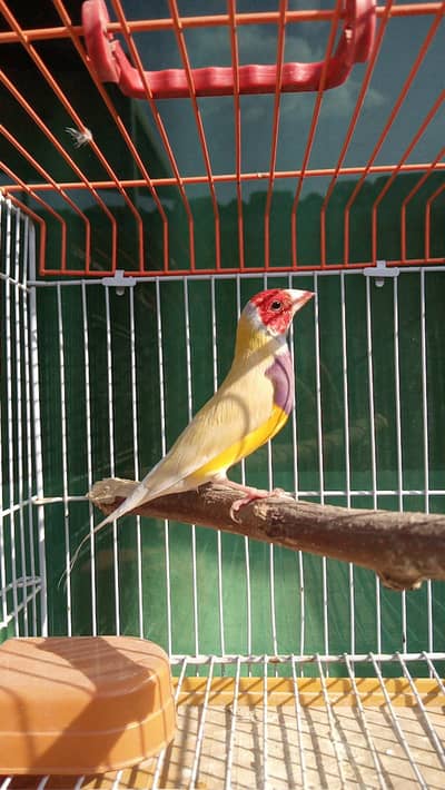 CLASSIC YELLOW MALE (SF)