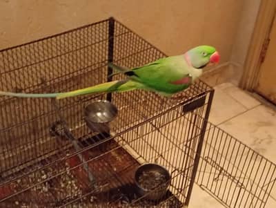 Urgent sale  03164915674