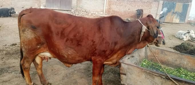 sahiwal cross cow dilevery m 20 din rehty hn
