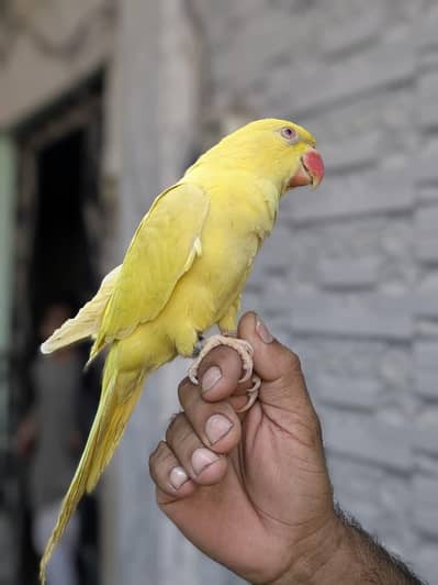 yellow ringneck