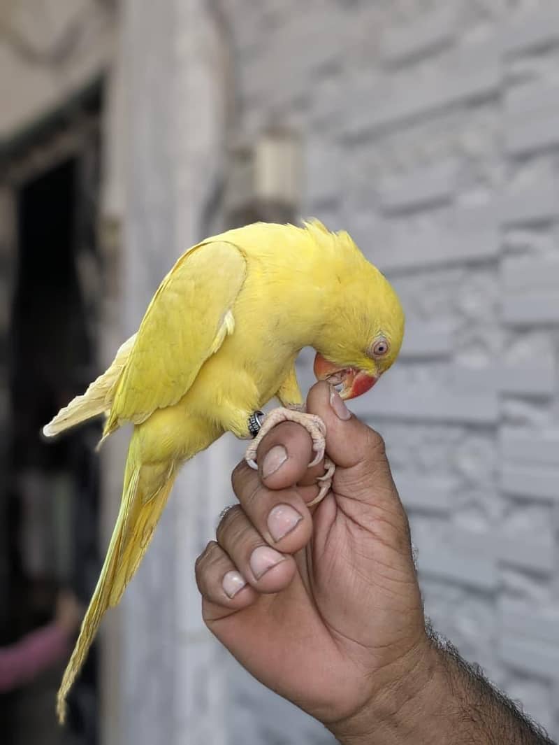 yellow ringneck 3