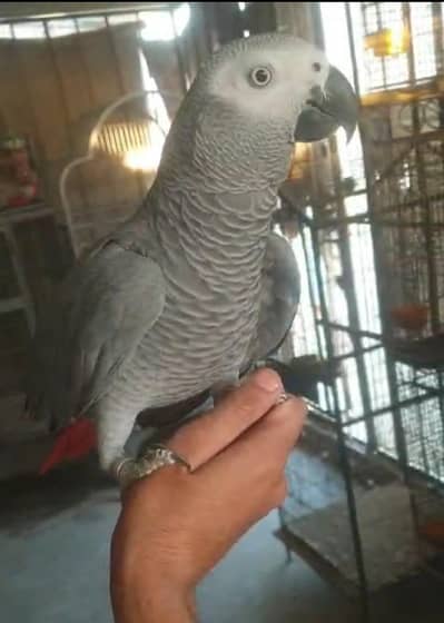 congo grey paroot /03152248124