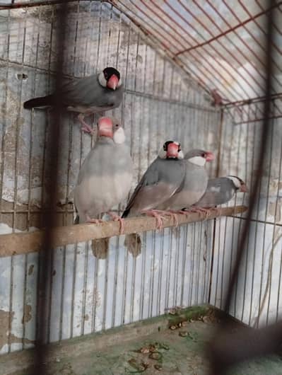 java breeder pair sale exchange with doves and australian