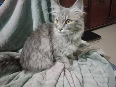 Cat for adoption/sale