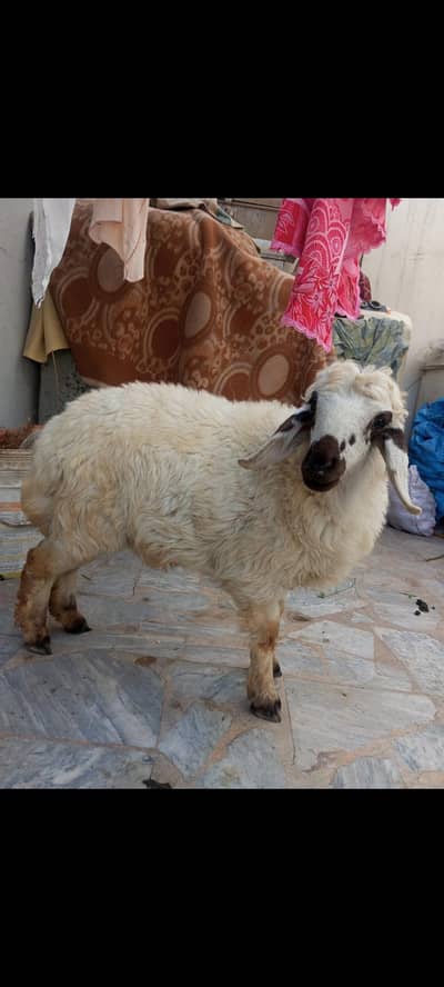 Two Healthy Fancy Male Sheeps