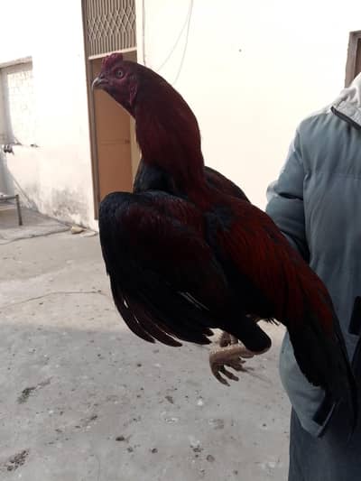 lakha kully or band cross