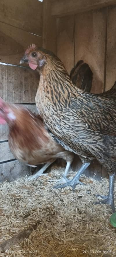 (03006663277)ggs Lying Dasi Murgian انڈے دیتی ہوئی دیسی مرغیاں صحت مند