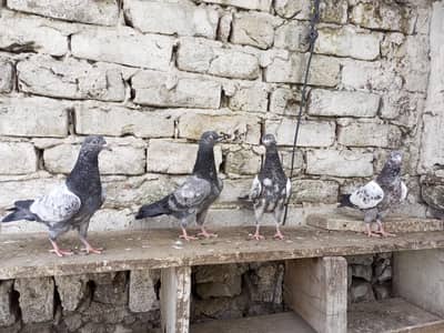 high flyer pigeon chicks