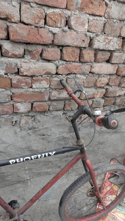 fornix cycle for sale