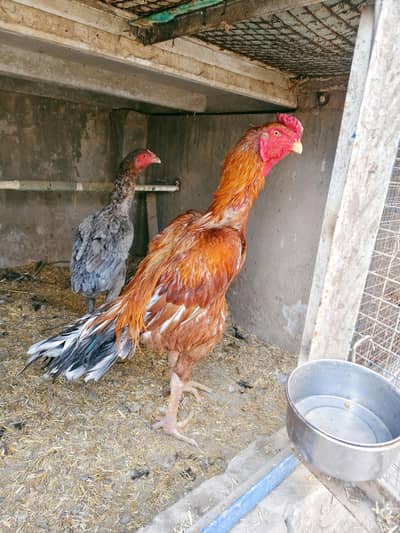 Beautiful Aseel long height bird for sale