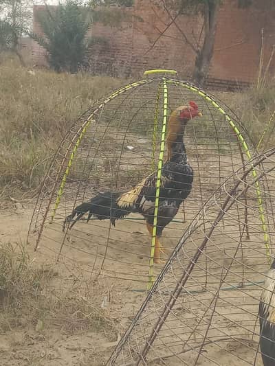 Mianwali breed very impressive roster