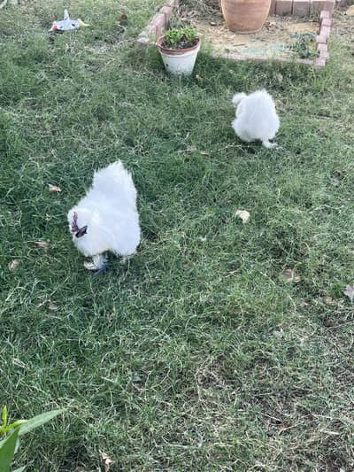 Silkie Chicken pair with pinjara