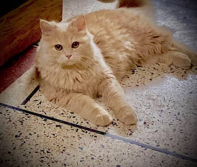 persian cat home raised