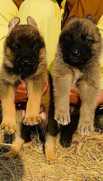 belinas Belgium bigyari pair 2 mahnt for sale  full security dog