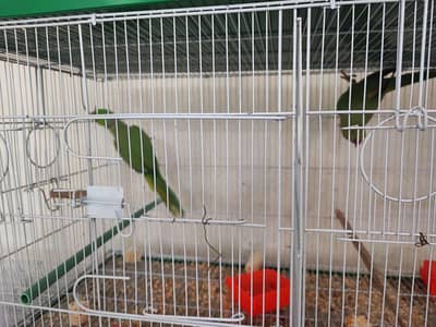 Green Ringneck Pair | Green Parrot Pair