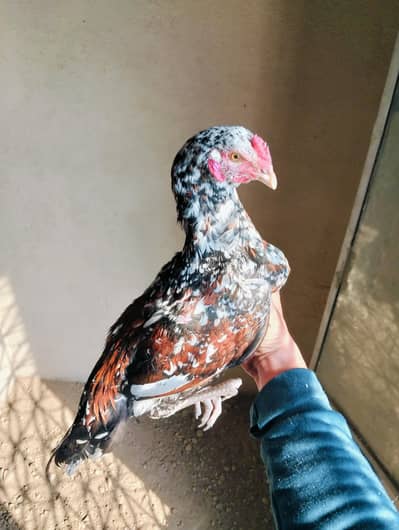 mianwali aseel patha for sale