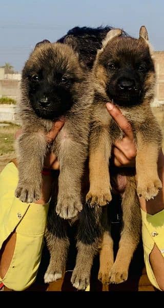 bilinos Belgium bigyari pair 2 mahnt for sale full security dog