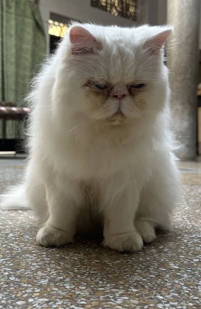 Persian Piki face | Male cat | Blue eyes | Triple coat | long coat