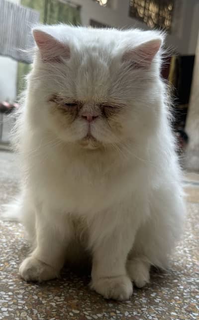 Persian Piki face | Male cat | Blue eyes | Triple coat | long coat