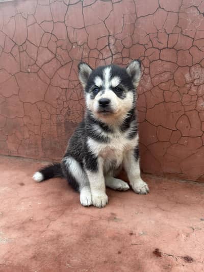 husky puppies