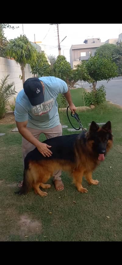 German shepherd male for sale