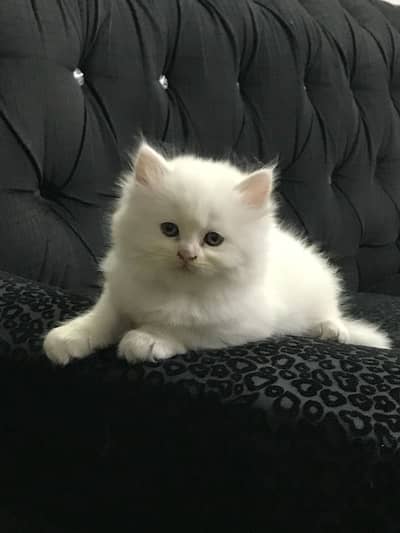 PERSIAN KITTEN TRIPLE COATED GOLDEN EYED