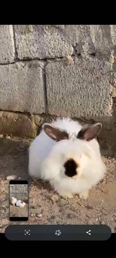 Beautiful outstanding pair For sale. red eyes triple coated.