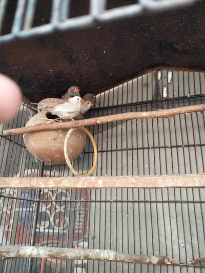 Fienches Male available for sale