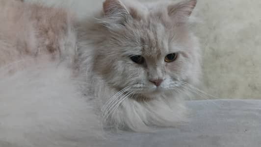 Persian cat