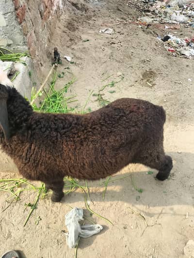 qabran ka li chatra for sale