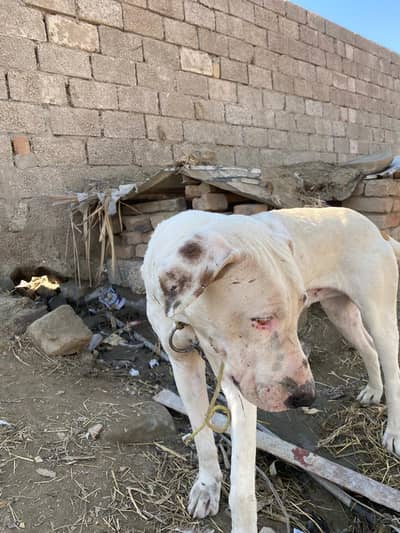 faiting and security and hanzeer shakari and powerfull doge