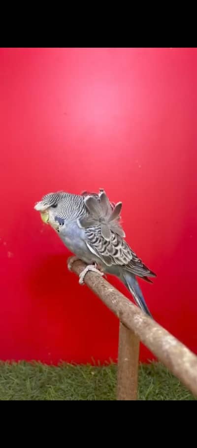 exi hogo work double flower female